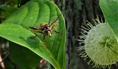 Spilomyia alcimus