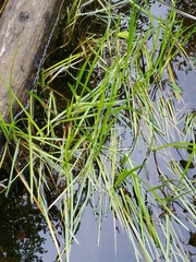 Sparganium angustifolium