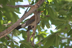 Turdus rufopalliatus graysoni