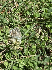 Polyommatus hispana