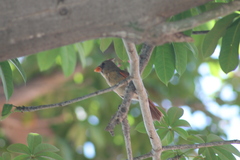 Cardinalis cardinalis mariae