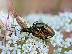 Chrysanthia geniculata