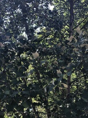 Platanus rzedowskii
