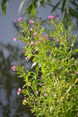 Epilobium hirsutum