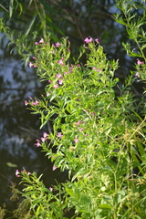 Epilobium hirsutum
