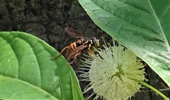 Spilomyia alcimus