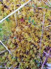 Sphagnum tenellum