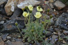 Papaver radicatum kluanense