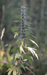 Leonurus quinquelobatus