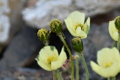 Papaver radicatum kluanense