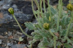 Papaver radicatum kluanense