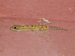 Mediodactylus danilewskii