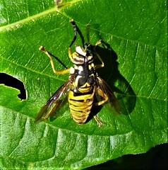 Spilomyia alcimus