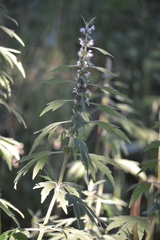 Leonurus quinquelobatus