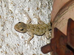 Mediodactylus danilewskii