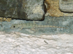 Mediodactylus danilewskii