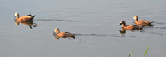Tadorna ferruginea