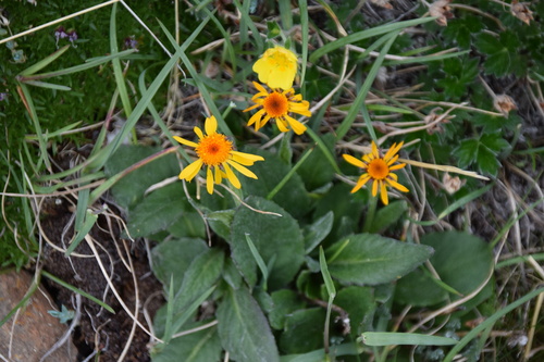 Twice-hairy Groundsel (Tephroseris lindstroemii)