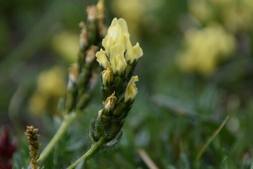 Image of Maydell's Point-Vetch (Oxytropis maydelliana) by (c) Syd Cannings, some rights reserved (CC BY)