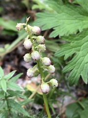 Pyrola minor