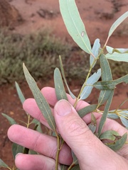 Alectryon oleifolius