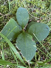 Polygaloides paucifolia