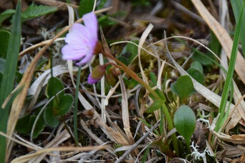 Image of Claytonia sarmentosa by (c) Syd Cannings, some rights reserved (CC BY)