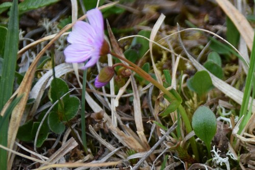 Image of Claytonia sarmentosa by (c) Syd Cannings, some rights reserved (CC BY)