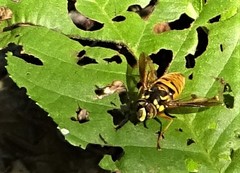 Spilomyia alcimus