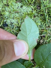 Polygaloides paucifolia