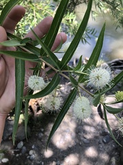 Cephalanthus salicifolius