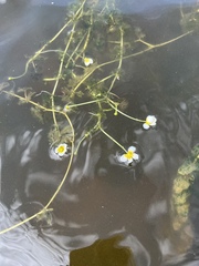 Ranunculus circinatus