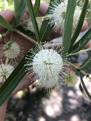 Cephalanthus salicifolius