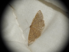 Idaea obsoletaria