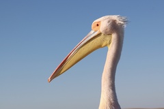 Pelecanus onocrotalus