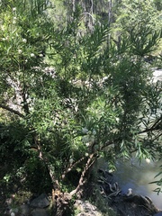 Cephalanthus salicifolius