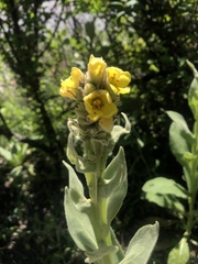 Verbascum thapsus