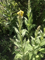 Verbascum thapsus