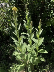 Verbascum thapsus