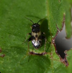 Spanagonicus albofasciatus