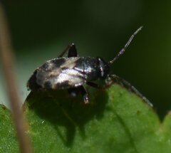 Spanagonicus albofasciatus
