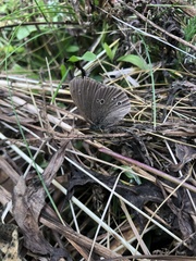Aphantopus hyperantus