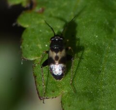 Spanagonicus albofasciatus