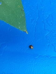 Deloyala guttata