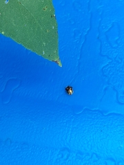 Deloyala guttata