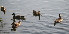 Anas platyrhynchos