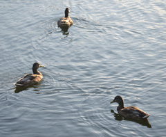 Anas platyrhynchos