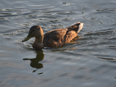 Anas platyrhynchos
