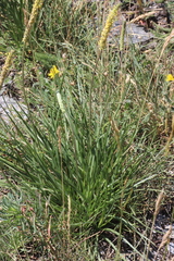 Plantago alpina