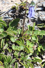Campanula cochleariifolia